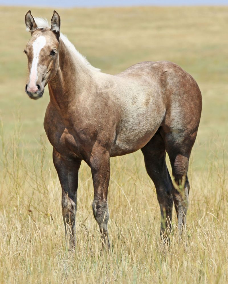 021 - Tesa Frost filly